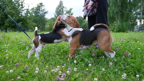 Young happy beagle welcome adult dog friend at walk, sniff muzzle and want to play. Green park area, mixed herbs, grass and clover flowers. Owners hold pets on leash