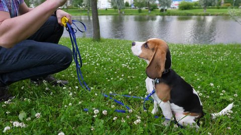 Man train young obedient beagle for sit down command, give snack as reinforcement. Nice green city park with pond. Owner make order by gesture, hold piece of food in fist. Dog sit down, receive reward
