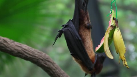 Flying fox (fruit bat) eating fruit hanging upside down from the top of a tree at a zoo