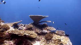 Hard coral acropora underwater and amazing butterfly fish in Maldives. Unique video footage. Abyssal relax diving. Natural aquarium of sea and ocean. Beautiful animals.
