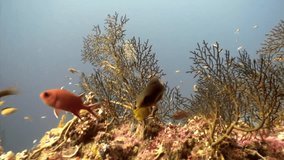 School fish underwater relax background in Maldives. Unique unusual video footage. Abyssal diving. Natural aquarium of sea and ocean. Beautiful animals.