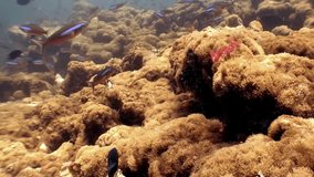 School fish underwater relax background in Maldives. Unique unusual video footage. Abyssal diving. Natural aquarium of sea and ocean. Beautiful animals.