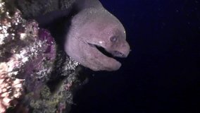 Black Moray eel in search of food underwater on seabed in Maldives. Unique macro video closeup footage. Abyssal relax diving. Natural aquarium of sea and ocean. Beautiful dangerous animals.