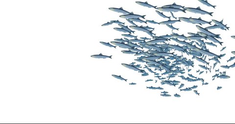A school of fish – about 300 anchovies – swimming over a white background. Includes luma matte for easier compositing.