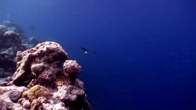 Manta ray ramp fish underwater on background of amazing seabed in Maldives. Unique video footage. Abyssal relax diving. Natural aquarium of sea and ocean. Beautiful animals.