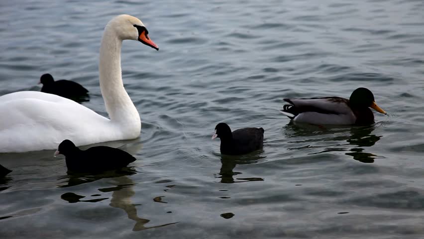 Swan and Duck eating and swim