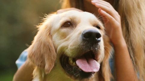 Close up portrait of a beautiful golden retriever and a long-haired girl caressing it in the park with green grass. Blurred background.