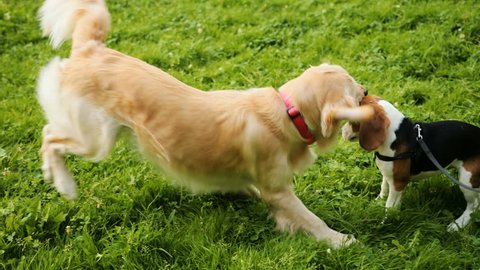 Close up. Portrait of two dogs - golden retriever and beagle puppy dog. Jumping and playing diring morning walk in the park. BGreen grass background.