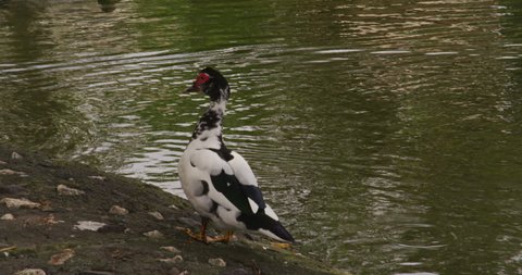 Muscovy Duck  courting in a pond. Costa Rica. Wild Muscovy Ducks are mostly black. Costa Rica