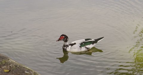 Muscovy Duck  courting in a pond. Costa Rica. Wild Muscovy Ducks are mostly black. Costa Rica