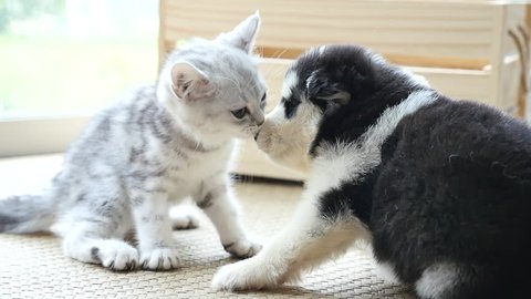 Cute tabby kitten kissing puppy in a room slow motion 