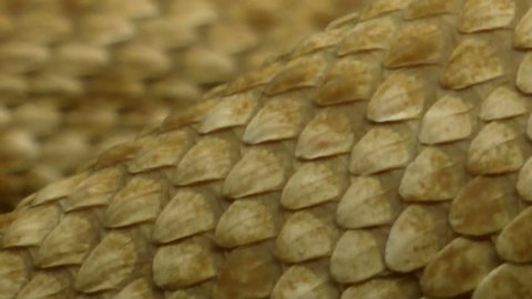 Extreme close up, scales, skin of western diamondback rattlesnake slithering. 1080p