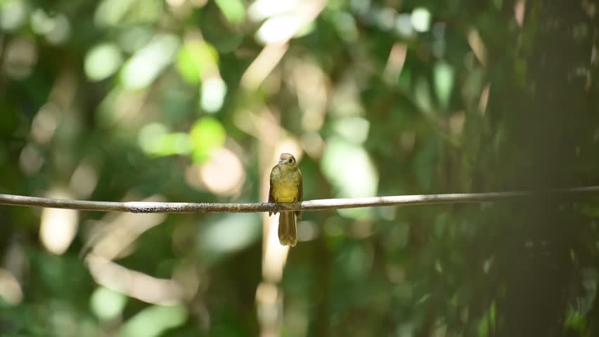 hairy-backed bulbul on branch in Malaysia jungle.