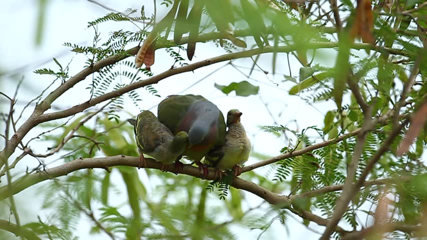 Green Pigeon Feeding Baby Stock Footage Video 100 Royalty Free Shutterstock