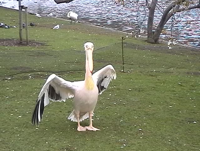 A majestic pelican at the bank of London pond