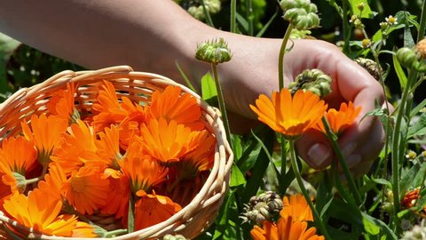 closeup hand gather marigold calendula herb blooms in wooden wicker dish. alternative medicine.