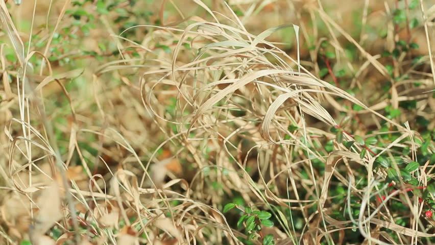 Dry yellow colored grass fluttering in the wind