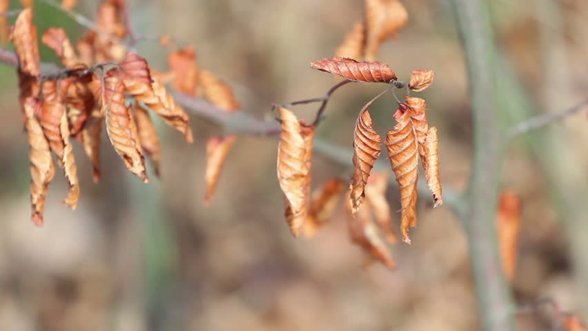 Dry yellow colored leaf fluttering in the wind