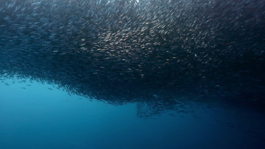 Gigantic shoal of sardines silhouette light show underwater, Cebu, Philippines Royalty-Free Stock Footage #32141473