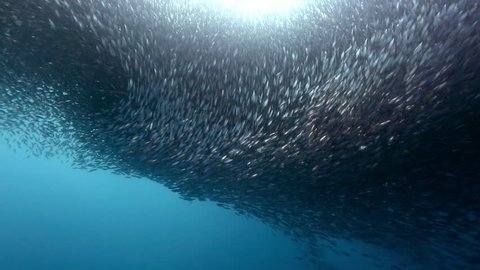 Gigantic shoal of sardines silhouette light show underwater, Cebu, Philippines
