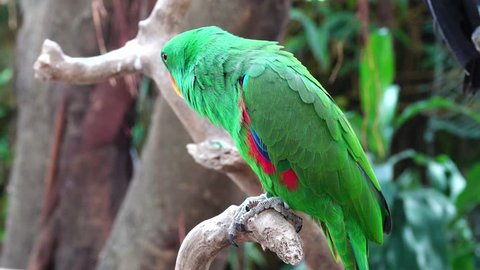 Beautiful bird. The eclectus parrot (Eclectus roratus). The male having a mostly bright emerald green plumage and the female a mostly bright red and purple/blue plumage
