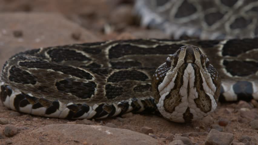 Crossed Pit Viper ( Bothrops alternatus)