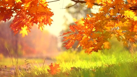 Autumn Landscape, Leaves swinging in a tree in autumnal Park. Fall. Autumn colorful park. Slow Motion Ultra high definition 3840X2160 4K UHD video footage
