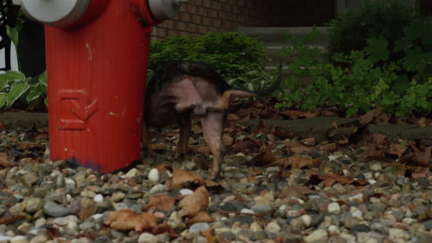 Male dog peeing on fire hydrant in slow motion