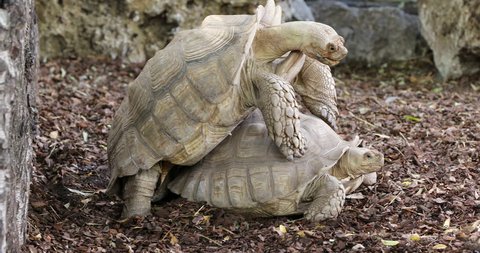 Couple Of Turtles Making Love Videos De Stock 100 Libres De Droit 32155588 Shutterstock