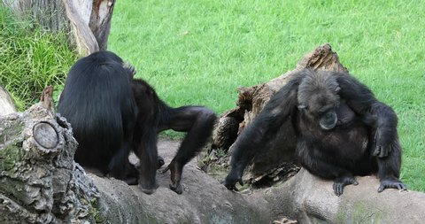 Chimpanzee family walking