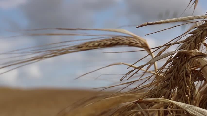 Closeup of single wheat stalk blowing in the breeze | Shutterstock HD Video #32158609