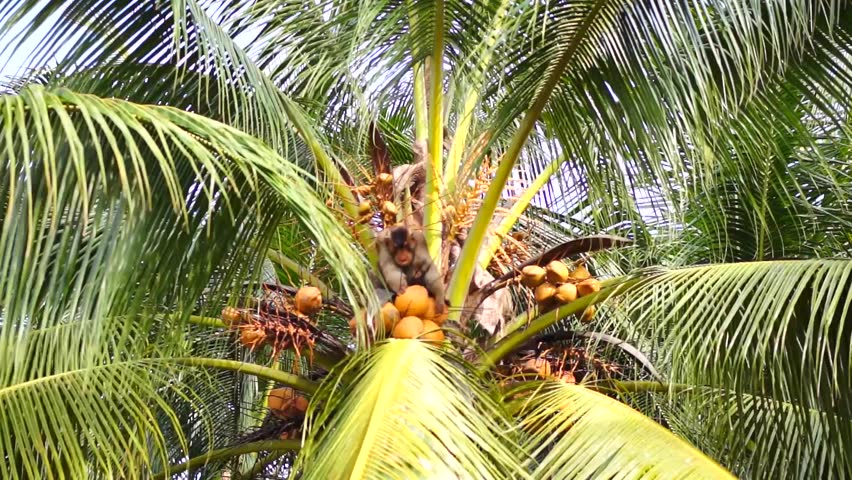 monkey pick coconut nut palm tree Stock Footage Video (100% Royalty ...