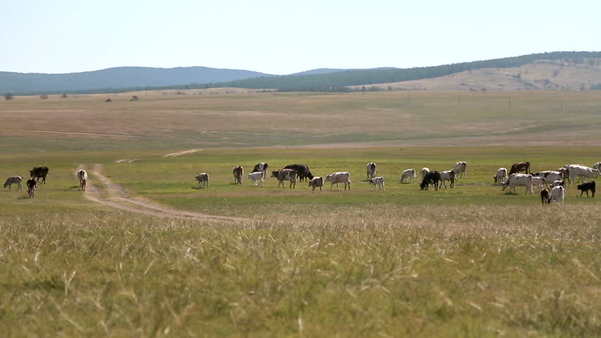 Cows in field / cows farm / grazing cows. Cows graze on pasture with yellow steppe grass. Olkhon Island, Baikal, Siberia, Russia | Shutterstock HD Video #32160829