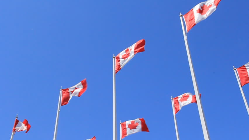 Canadian Flags in the Wind. Eight Canadian flags blowing in the wind. Shot at