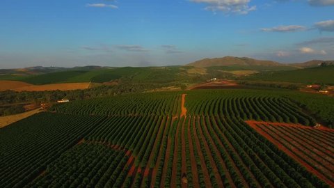Beautiful coffee plantation in Minas Gerais Brazil, coffee trees planted in a field in the interior of Minas Gerais state.