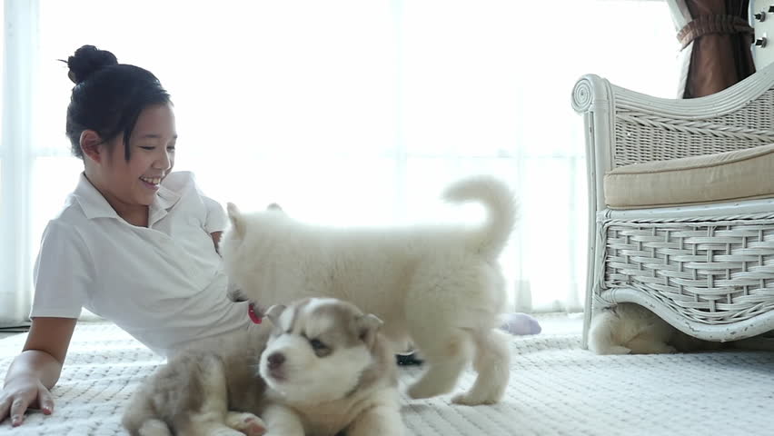 Cute asian girl playing with siberian husky puppies in a room , slow motion