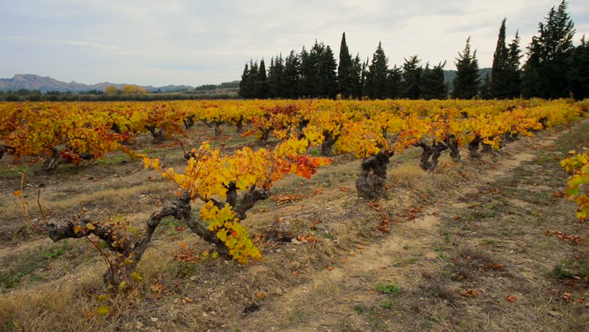 Wine grapes field