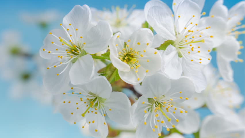 Flowers Cherry flowering. White flower sakura. Timelapse. Tree flowering. Nature.
