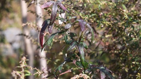 A katydid(Phaneroptera nigroantennata Brunner von Wattenwyl) gnaws the mugwort leaf(Artemisia princeps Pamp)