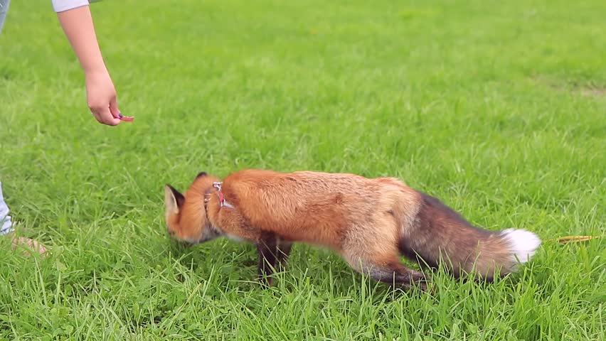 Young woman is feeding orange fox on green grass in summer park. Female takes tasty treat from pack and puts it in mouth of favorite pet running through verdant meadow. Fine animal with collar and