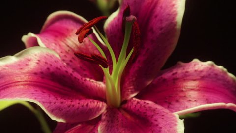 Pink Lily Time-lapse