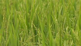Green field with rice stalks swaying in the wind, hd video 