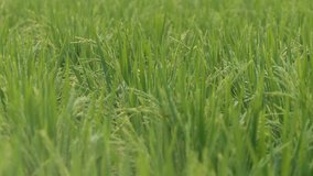 Green field with rice stalks swaying in the wind, hd video 
