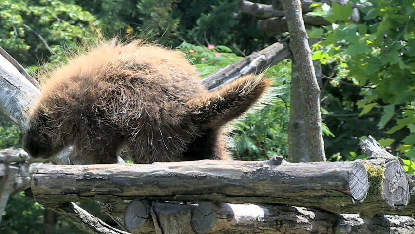 North American porcupine walking and climbing madly on tree structure trying to scare his enemy