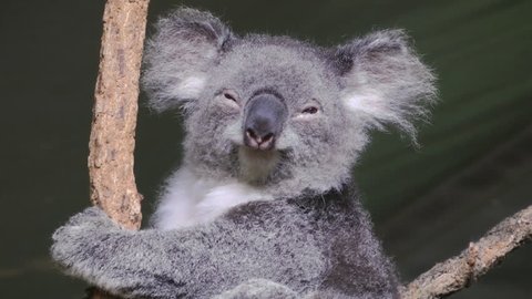 A Koala lazily looking at the viewer and going back to sleep. Medium Shot.
