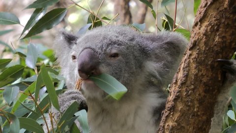 A Koala chewing Eucalyptus leaves. Close-up shot.