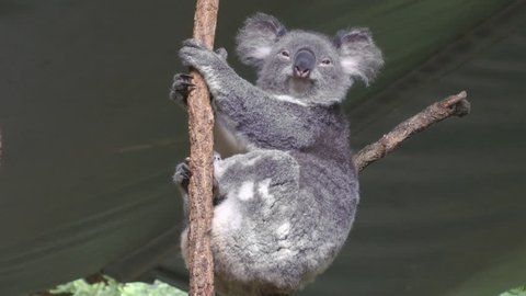 A Koala lazily looking at the viewer. Wide shot.