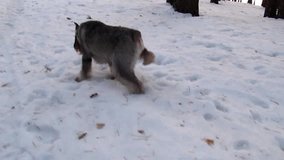 Miniature schnauzer and Husky playing in snow