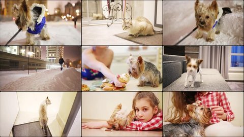 Several videos with pets - dogs and a cat, collage 4K