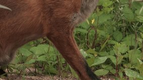 Head and body of an adult red fox - wildlife - HD stock video
